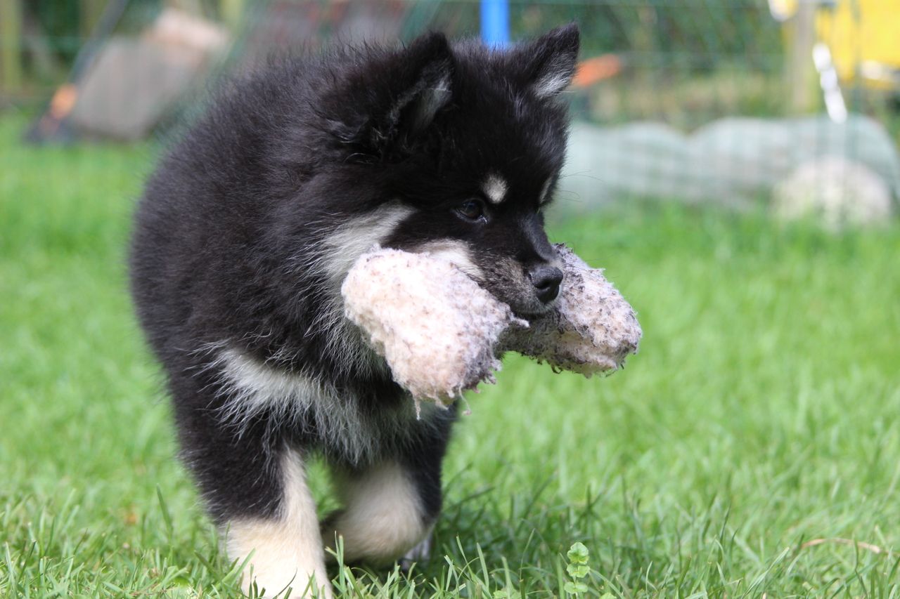 Finsk lapphund