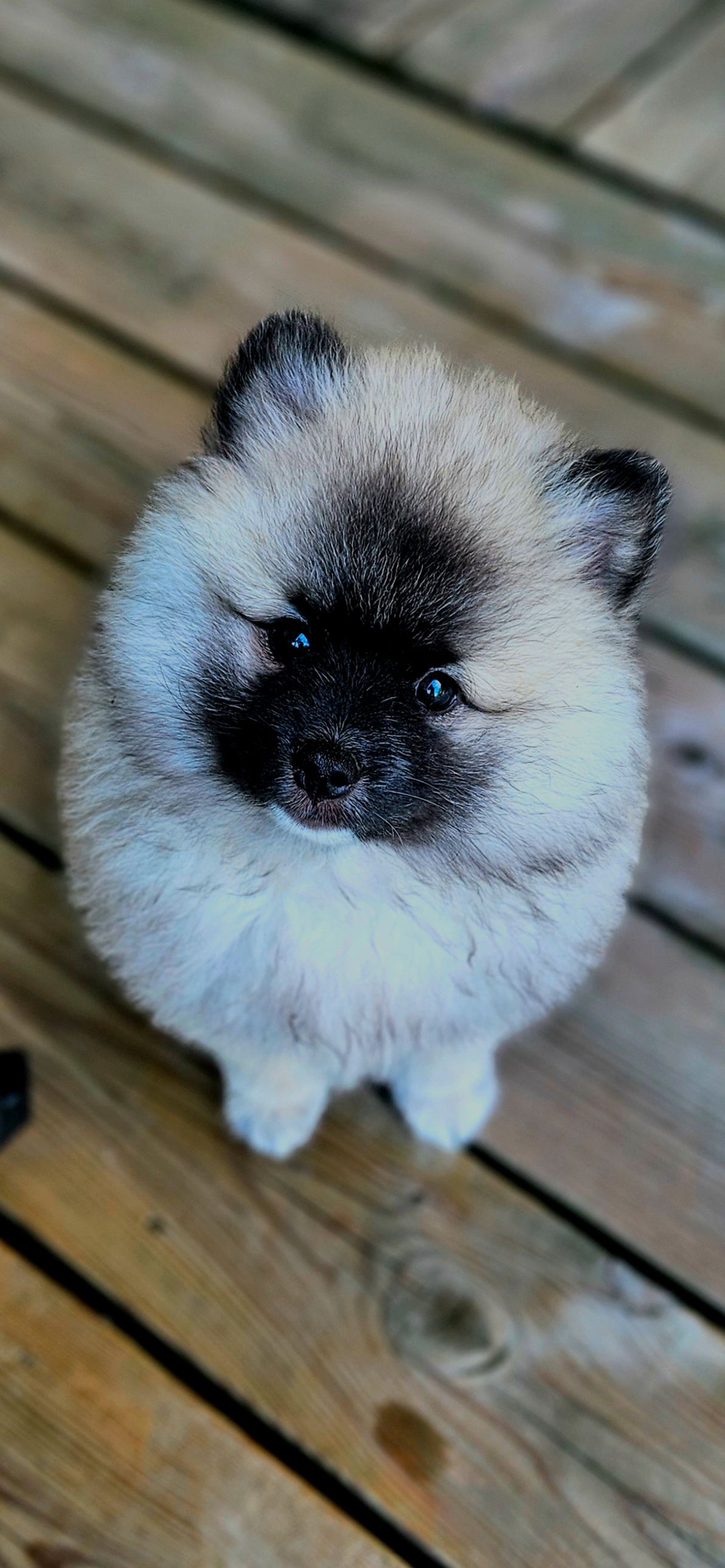 Kleinspitz