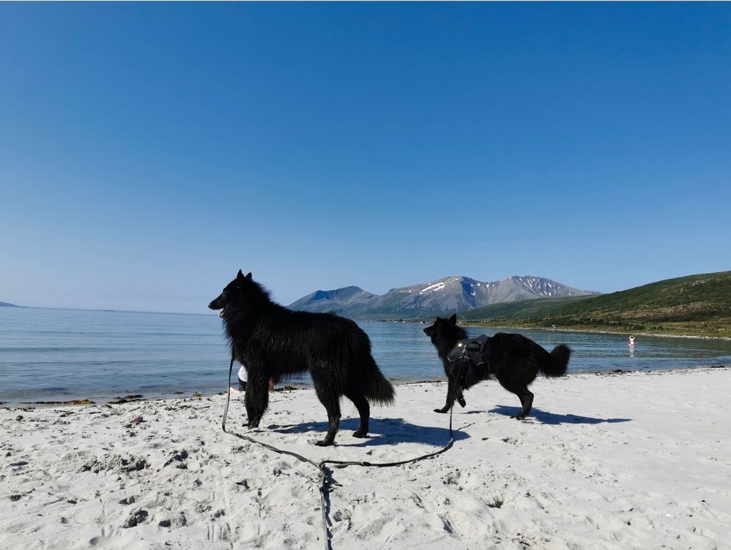Belgisk fårehund, groenendael