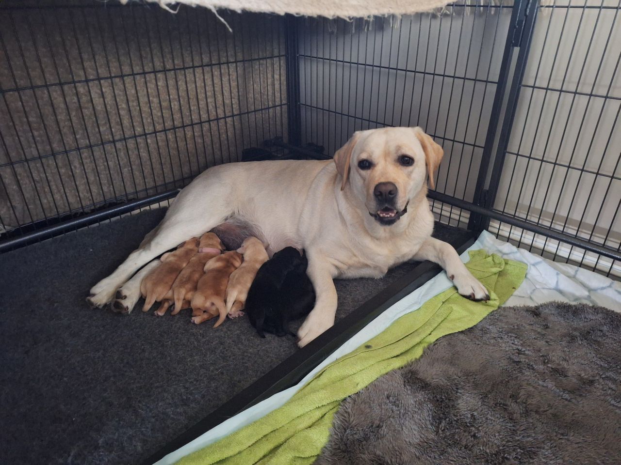 Labrador retriever