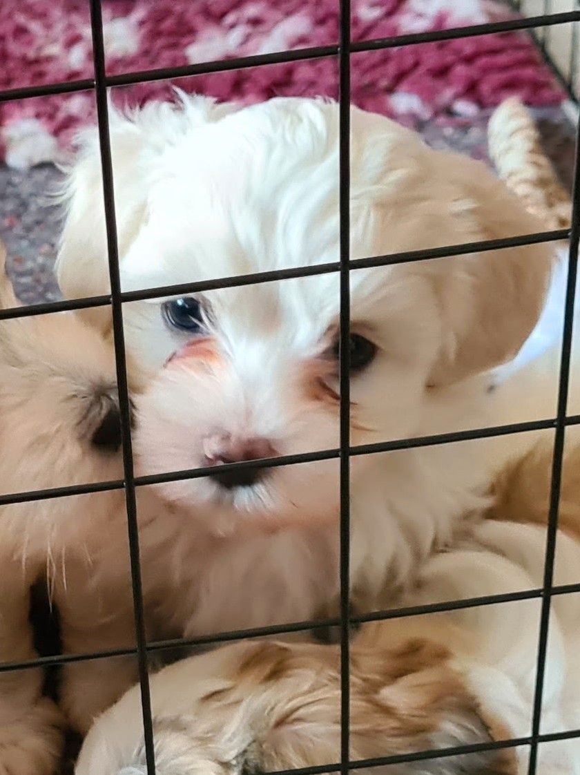 Bichon havanais