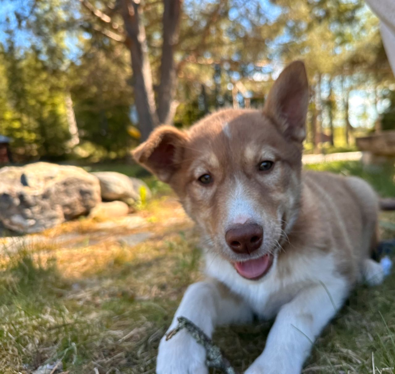 Siberian husky