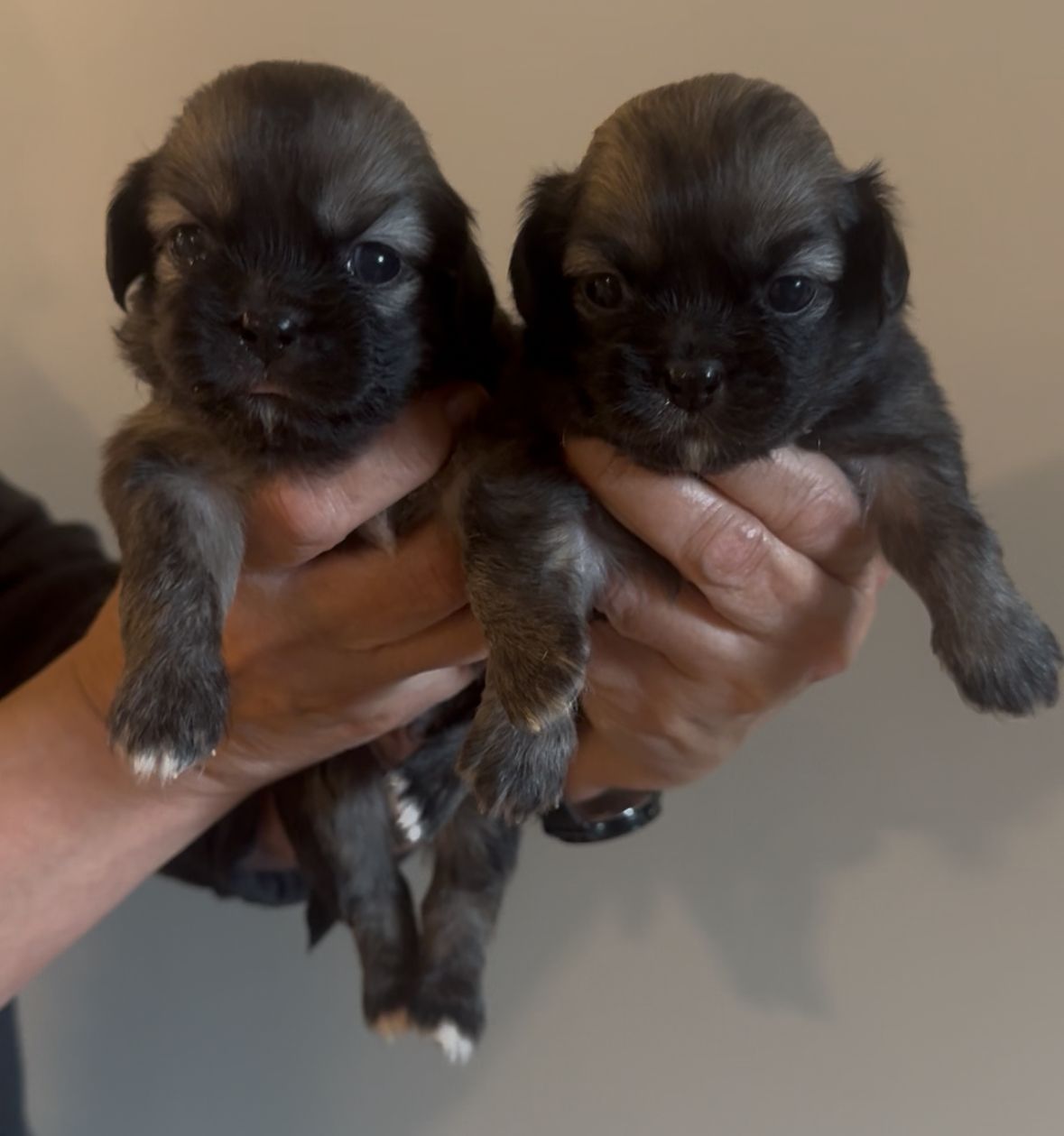 Tibetansk spaniel