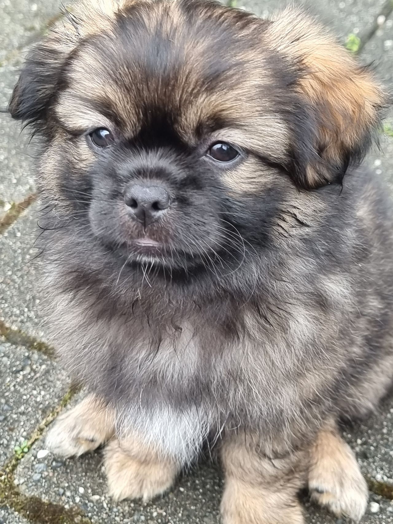 Tibetansk spaniel