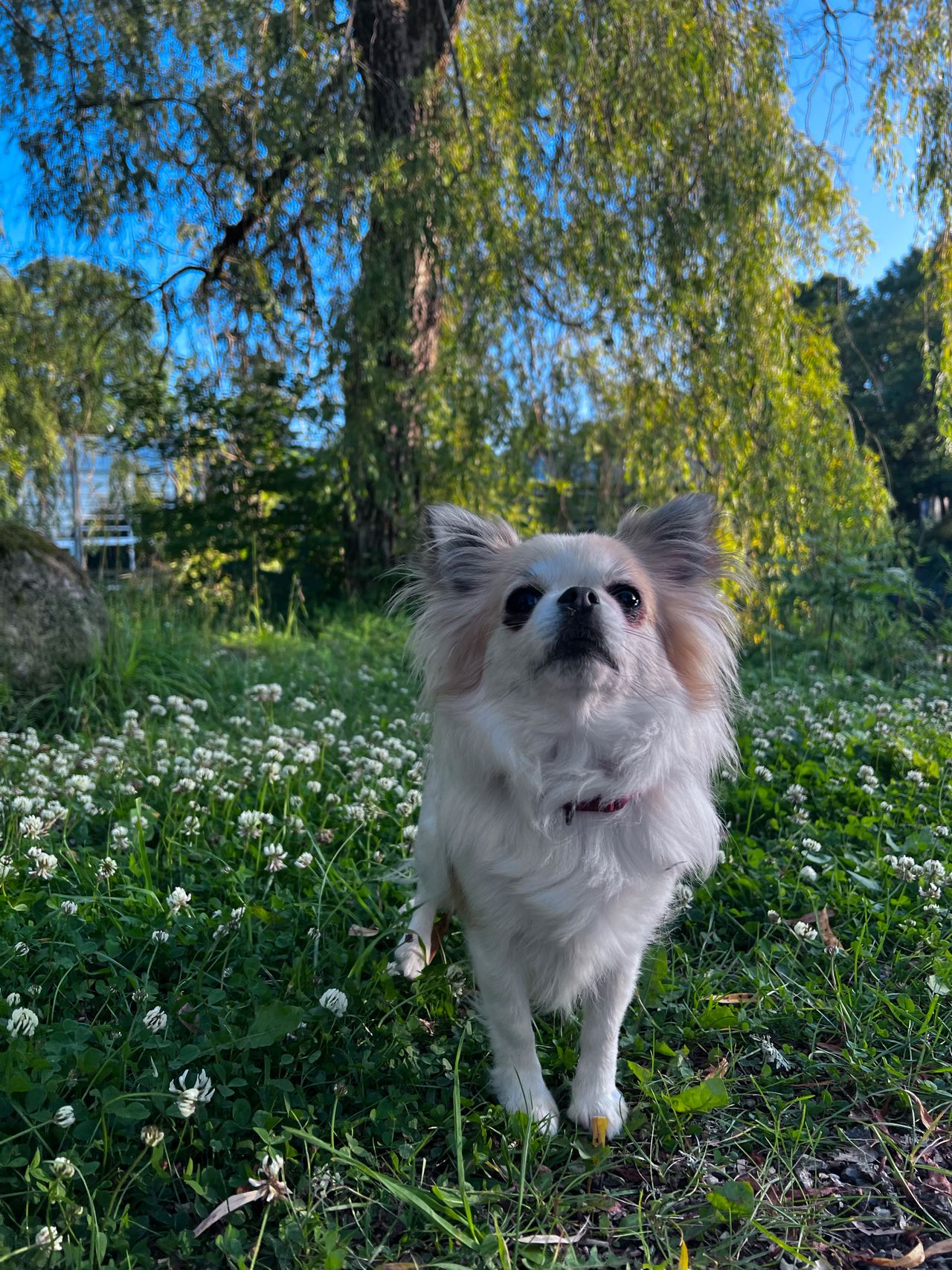 Chihuahua langhåret