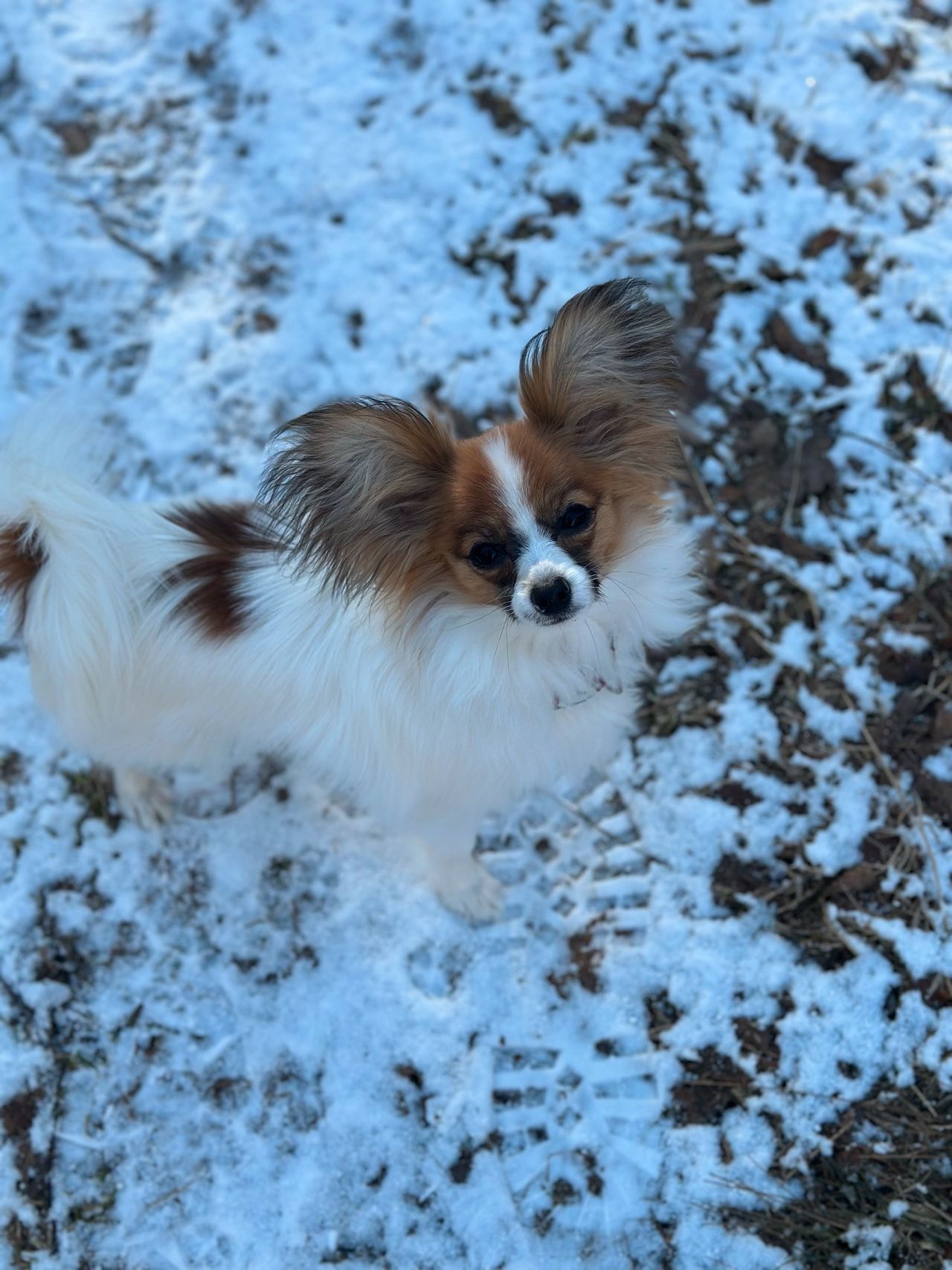 Papillon