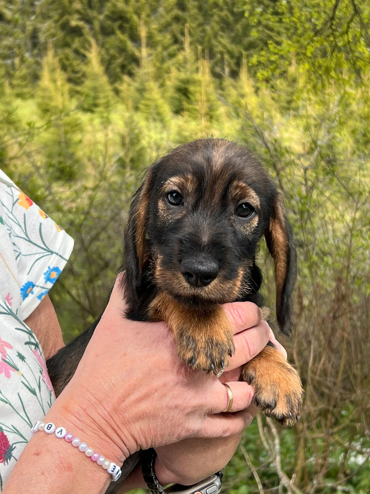 Dachshund strihåret