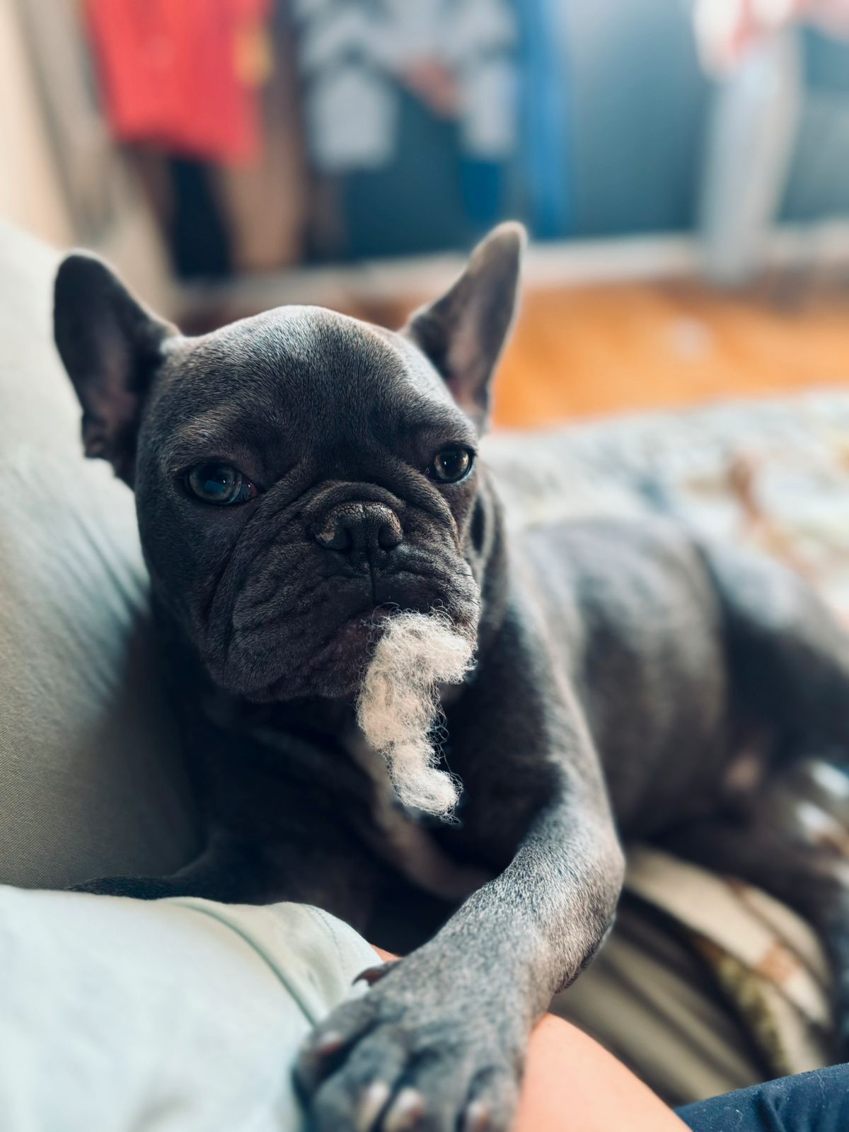 Fransk bulldog