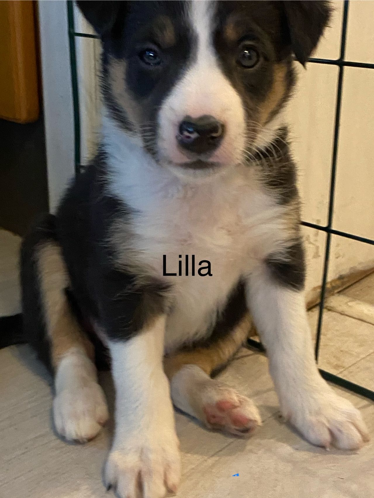 Border collie