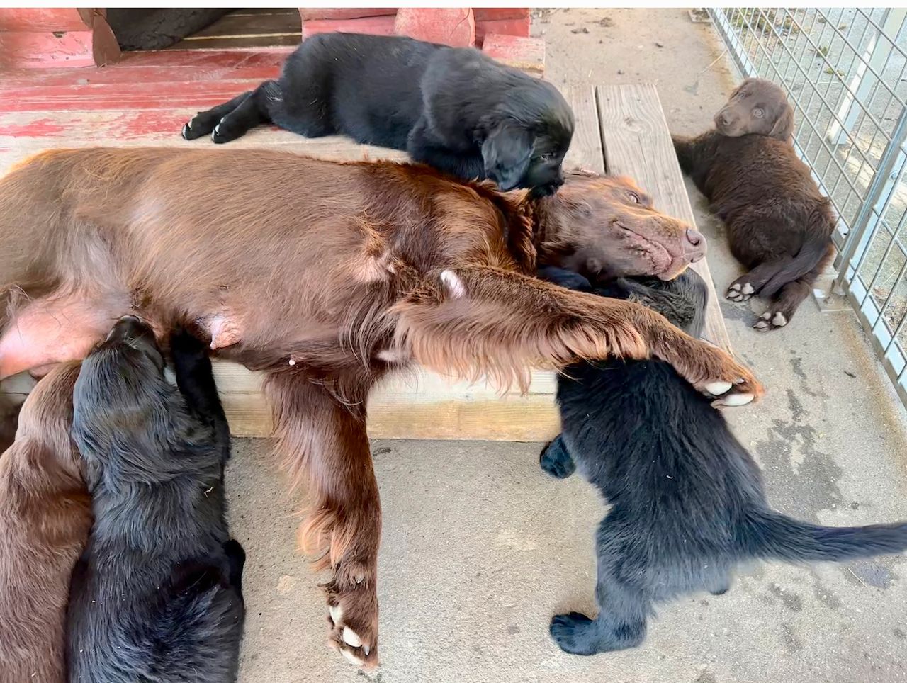 Flat coated retriever