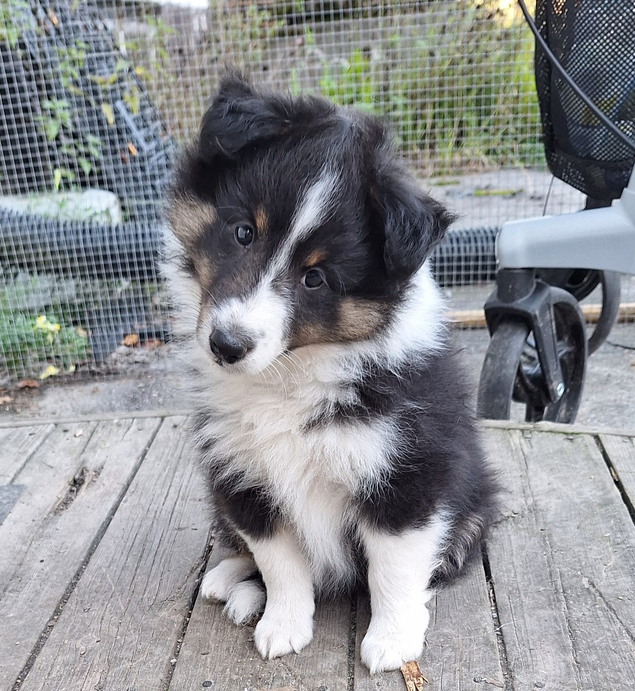 Shetland sheepdog