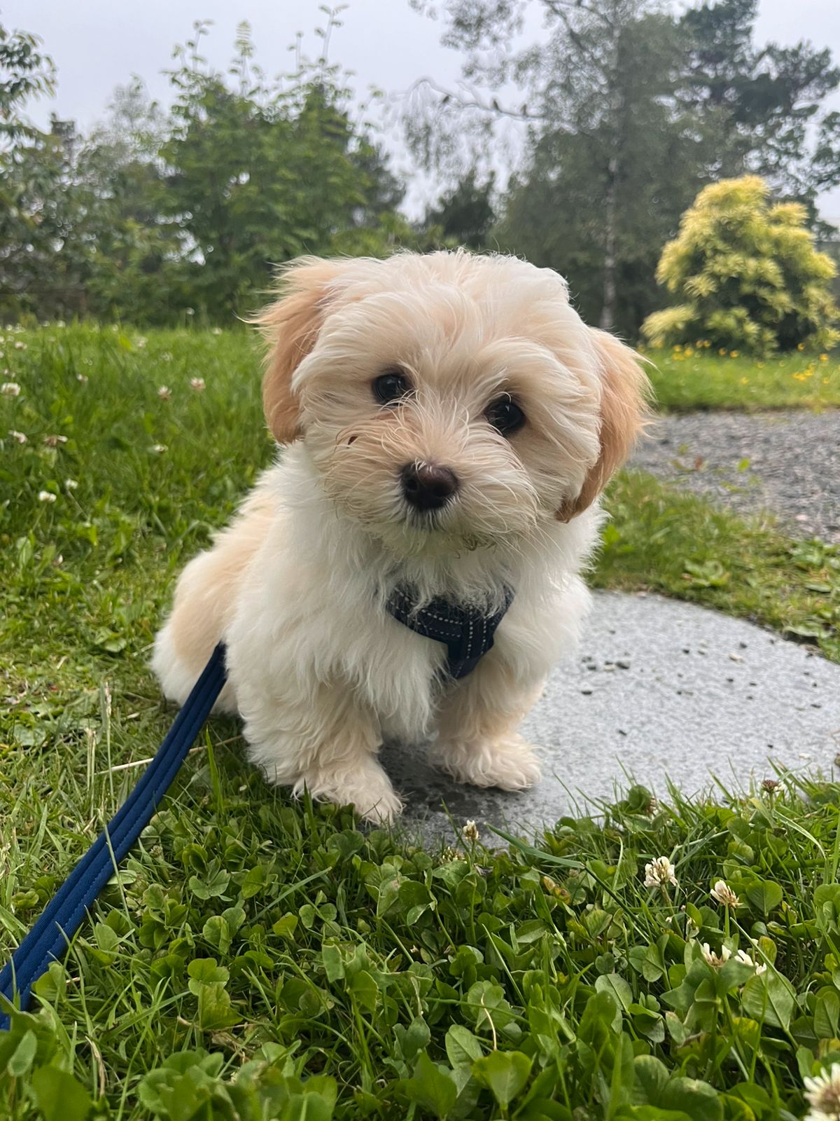 Bichon havanais