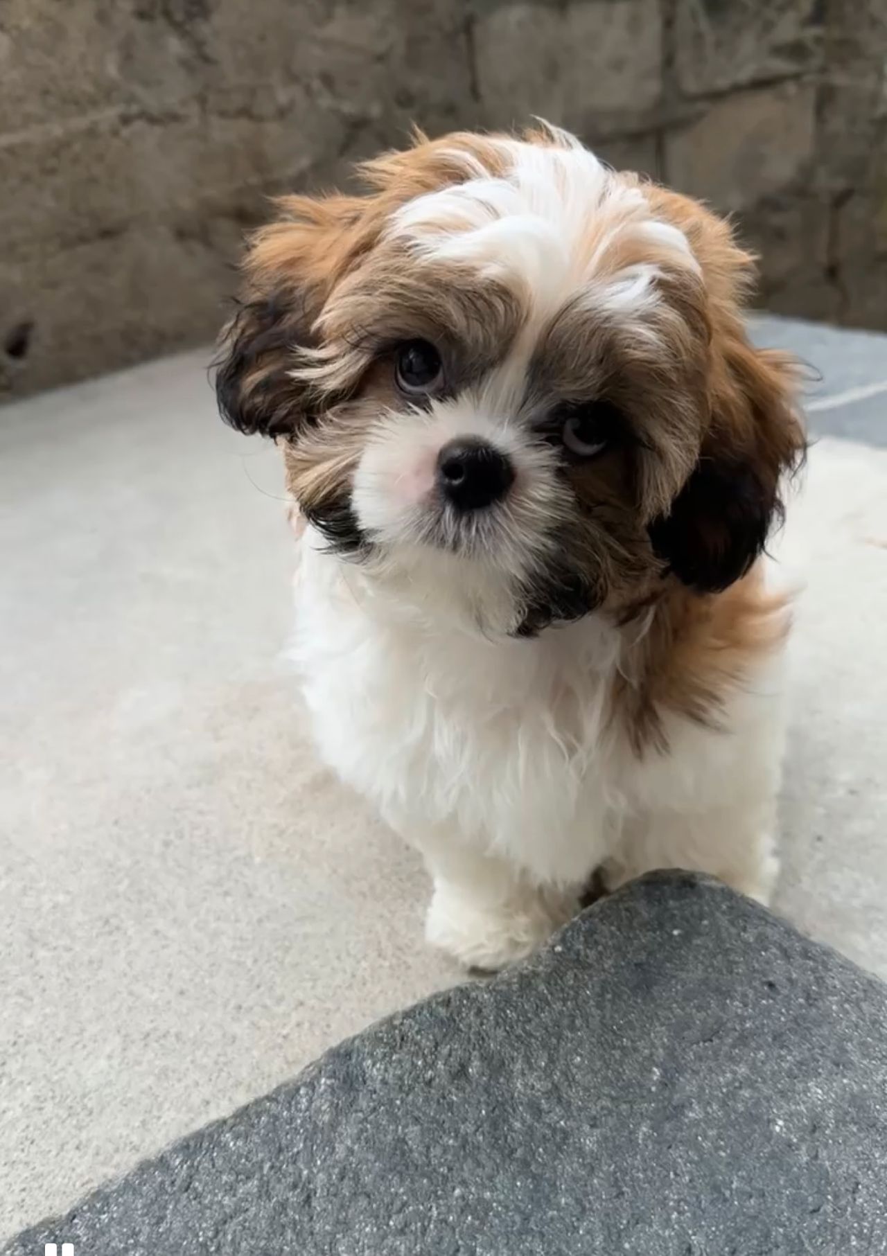 Shih tzu