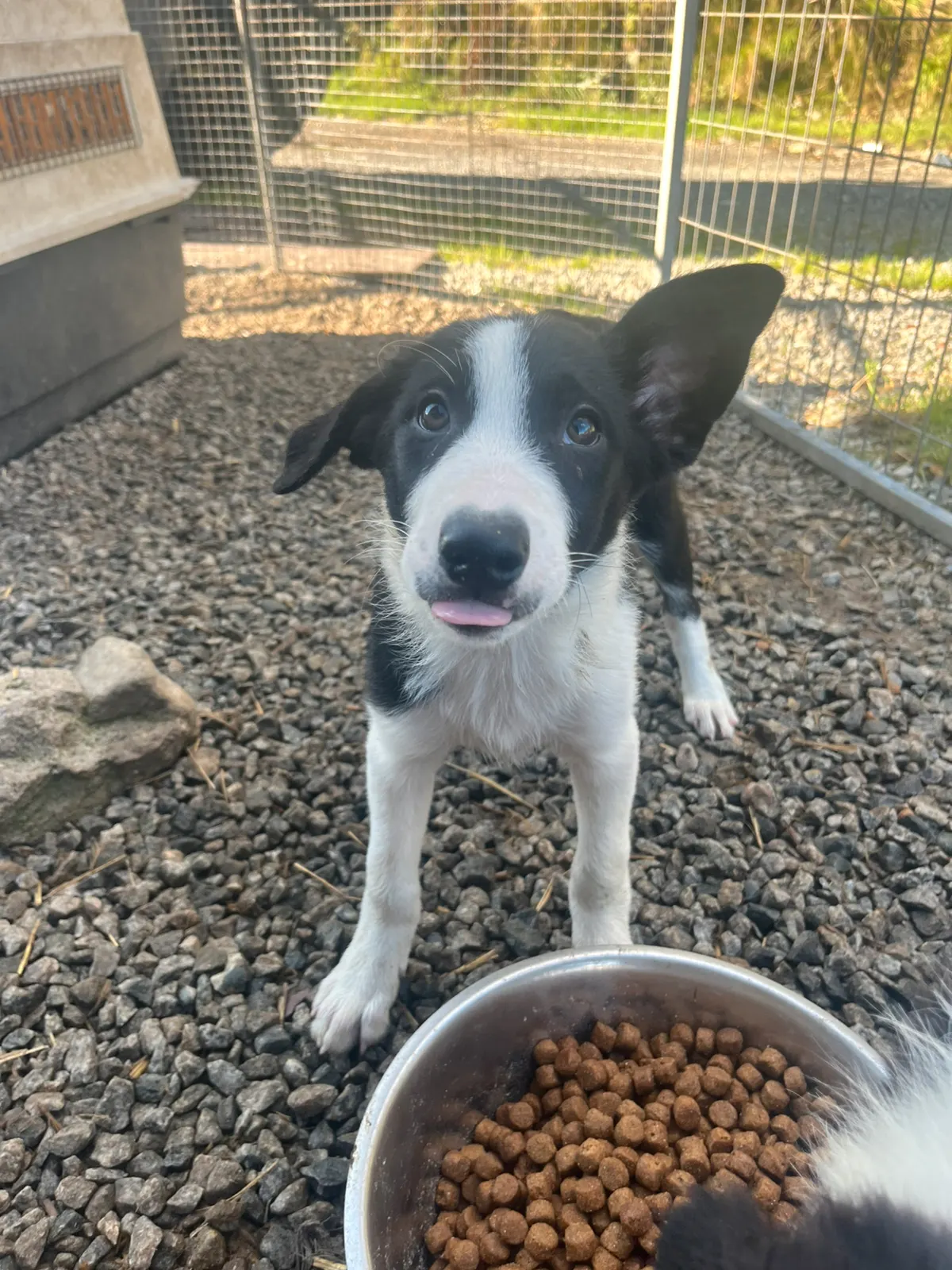 Border collie
