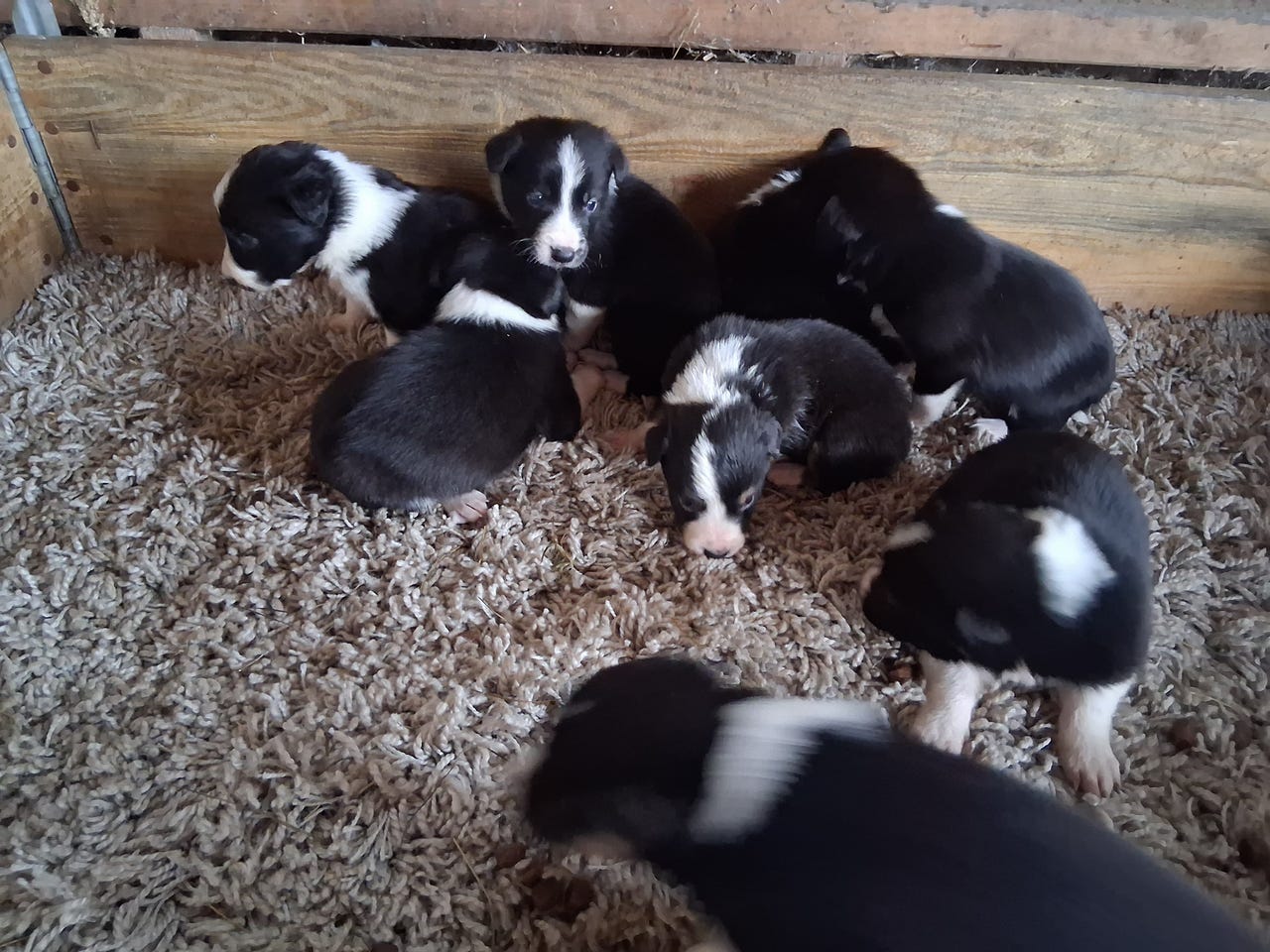Border collie
