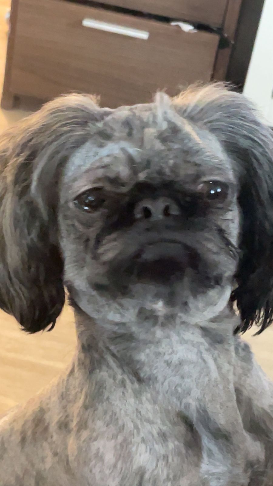 Shih tzu