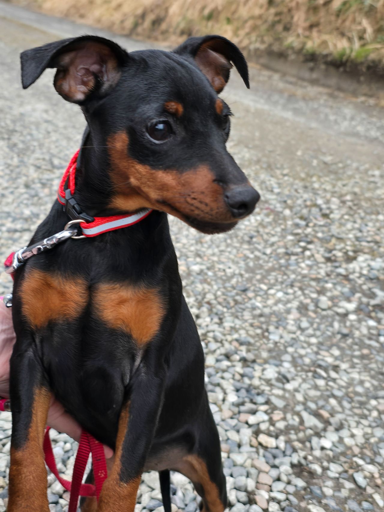 Dvergpinscher