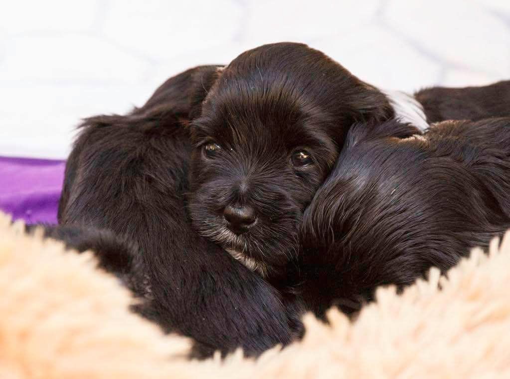 Tibetansk terrier