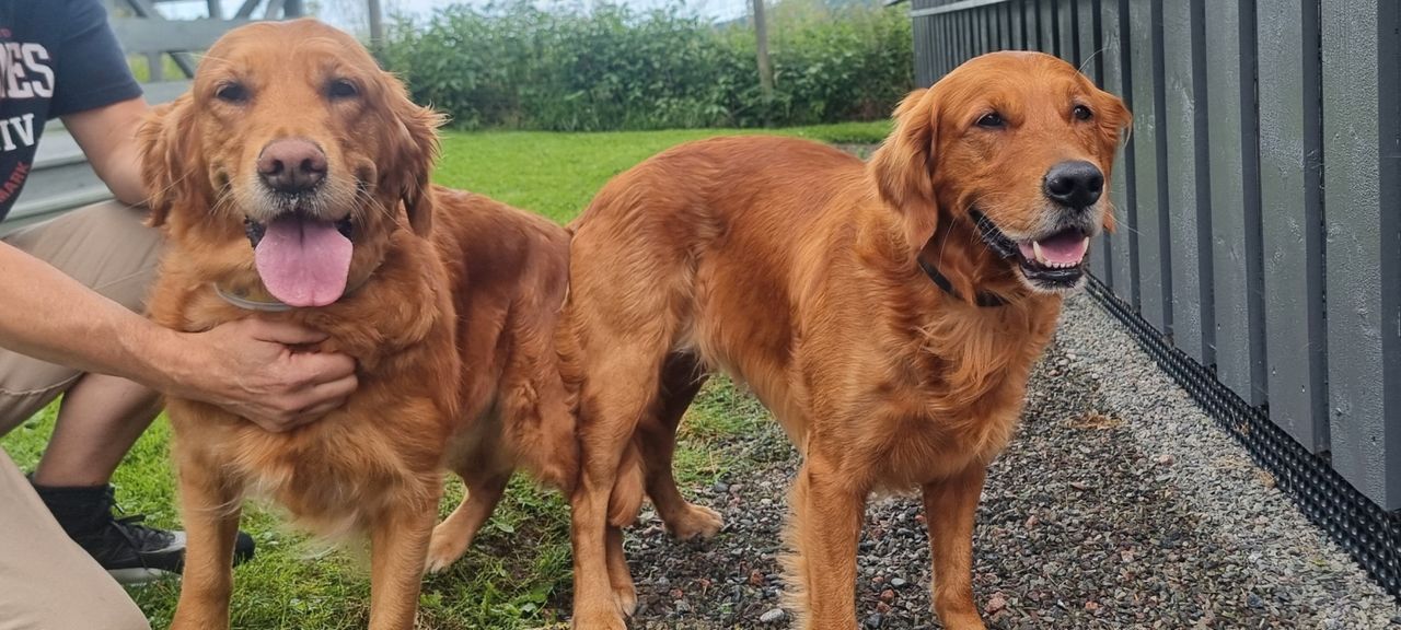 Golden retriever