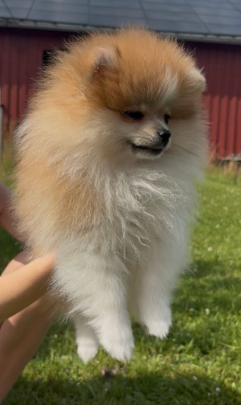 Pomeranian