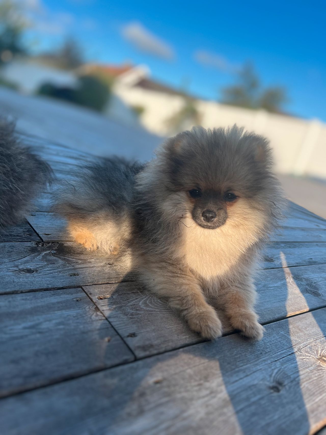 Pomeranian
