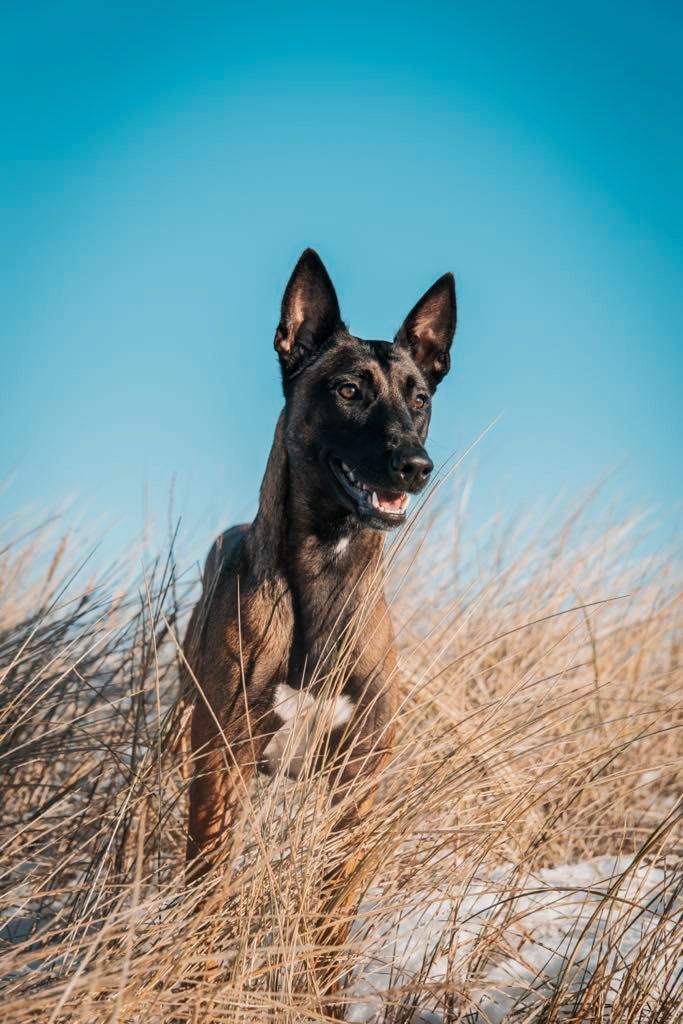 Belgisk fårehund, malinois