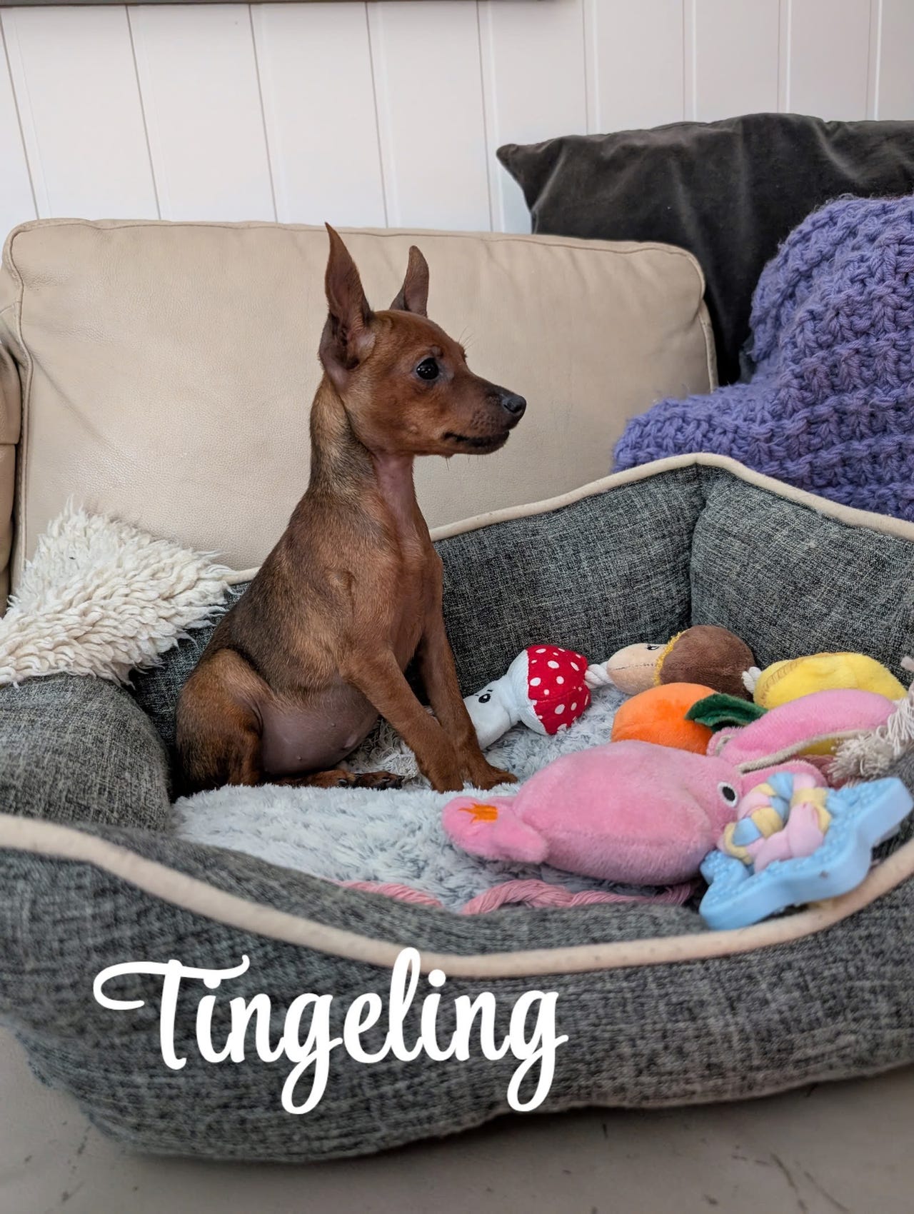 Dvergpinscher