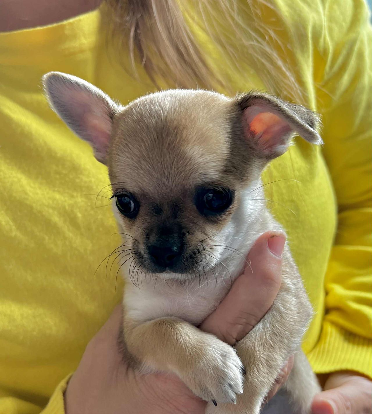 Chihuahua korthåret