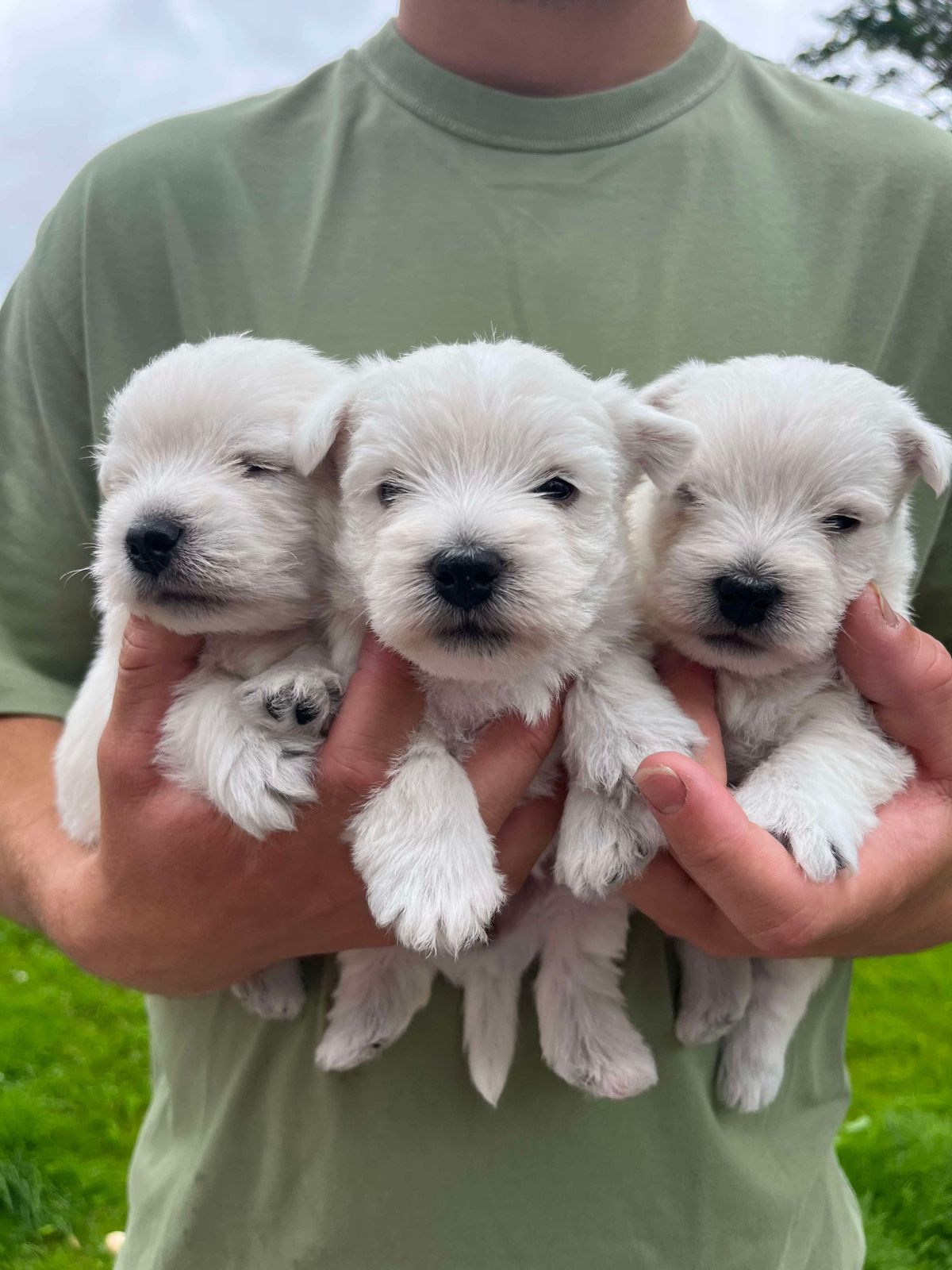 West highland white terrier