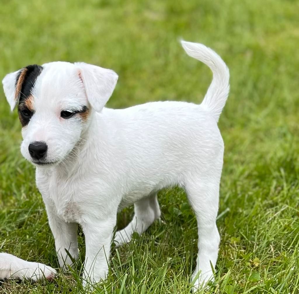 Parson russell terrier