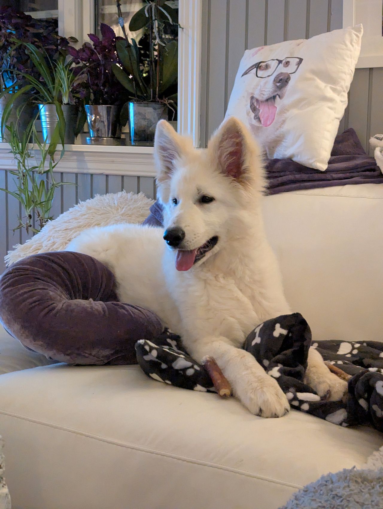 Hvit gjeterhund