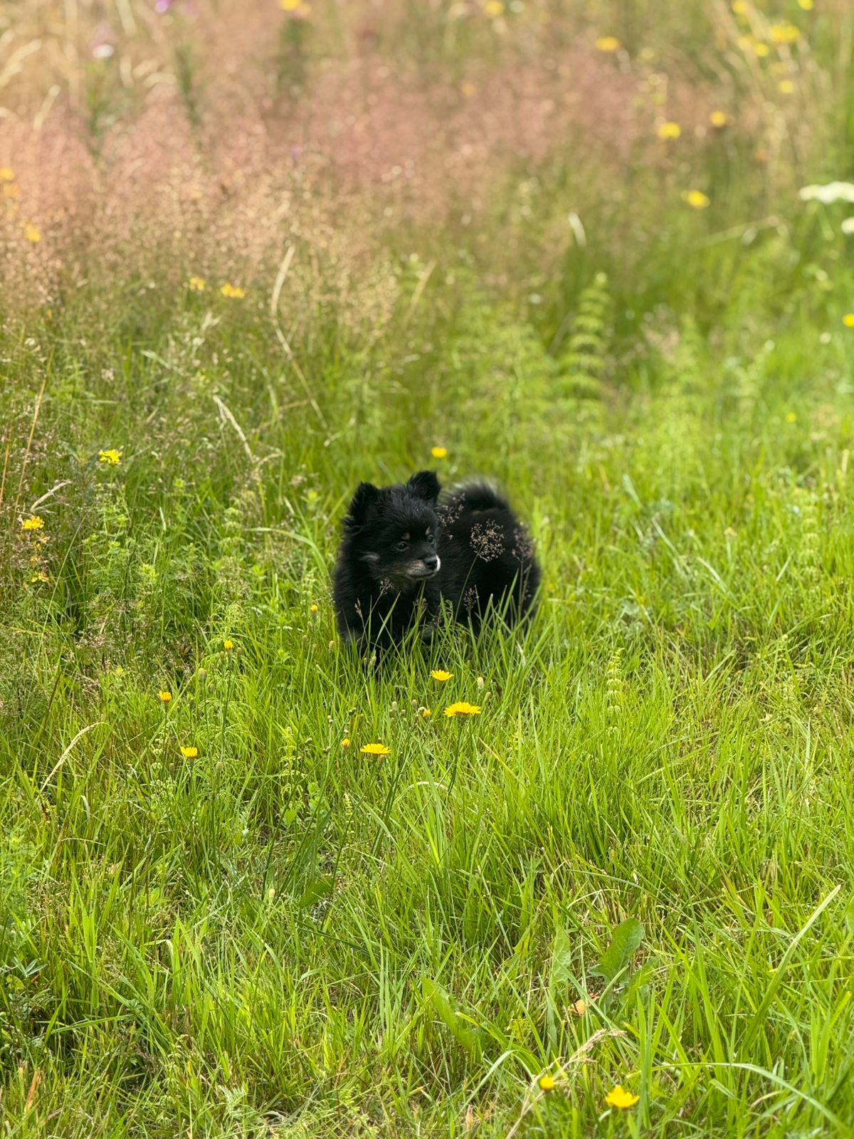 Pomeranian