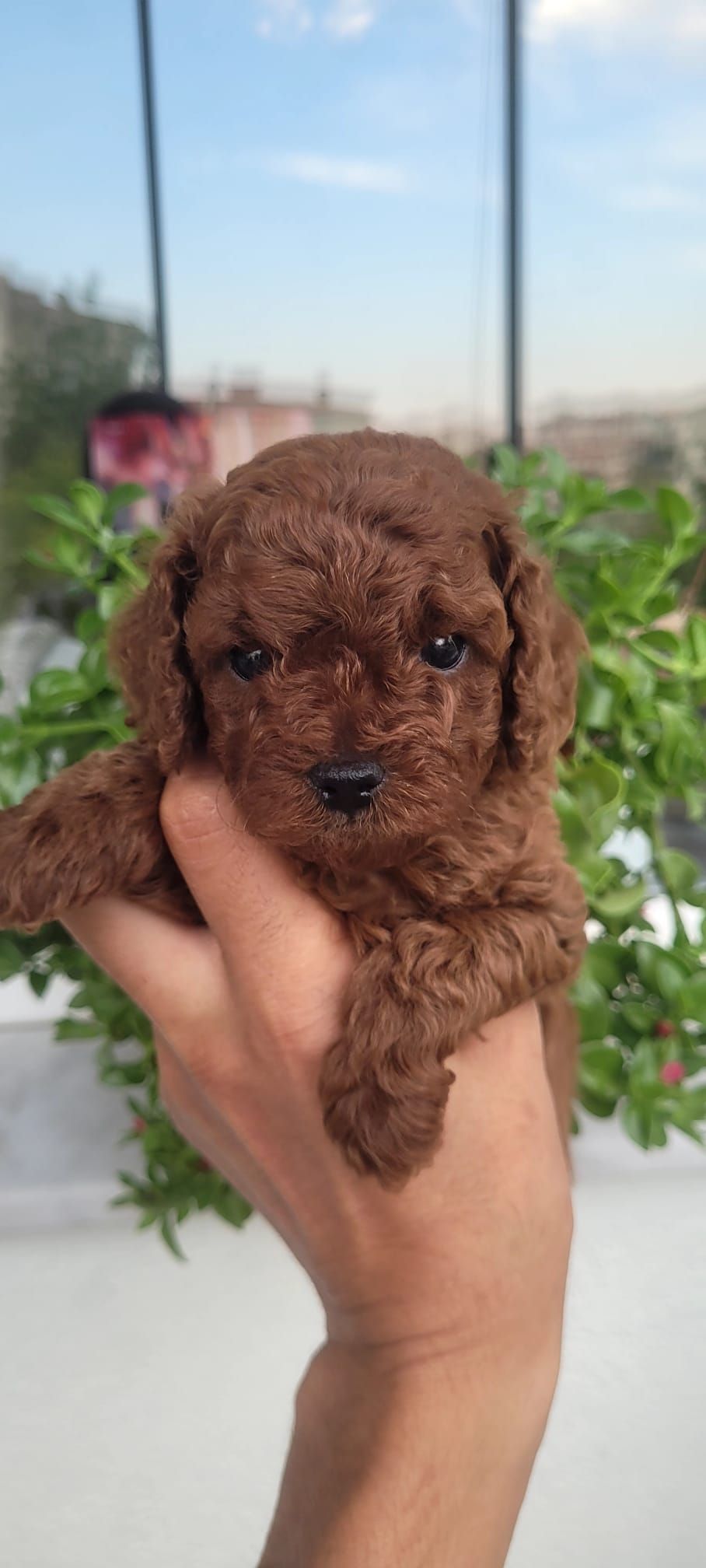 Toy puddel