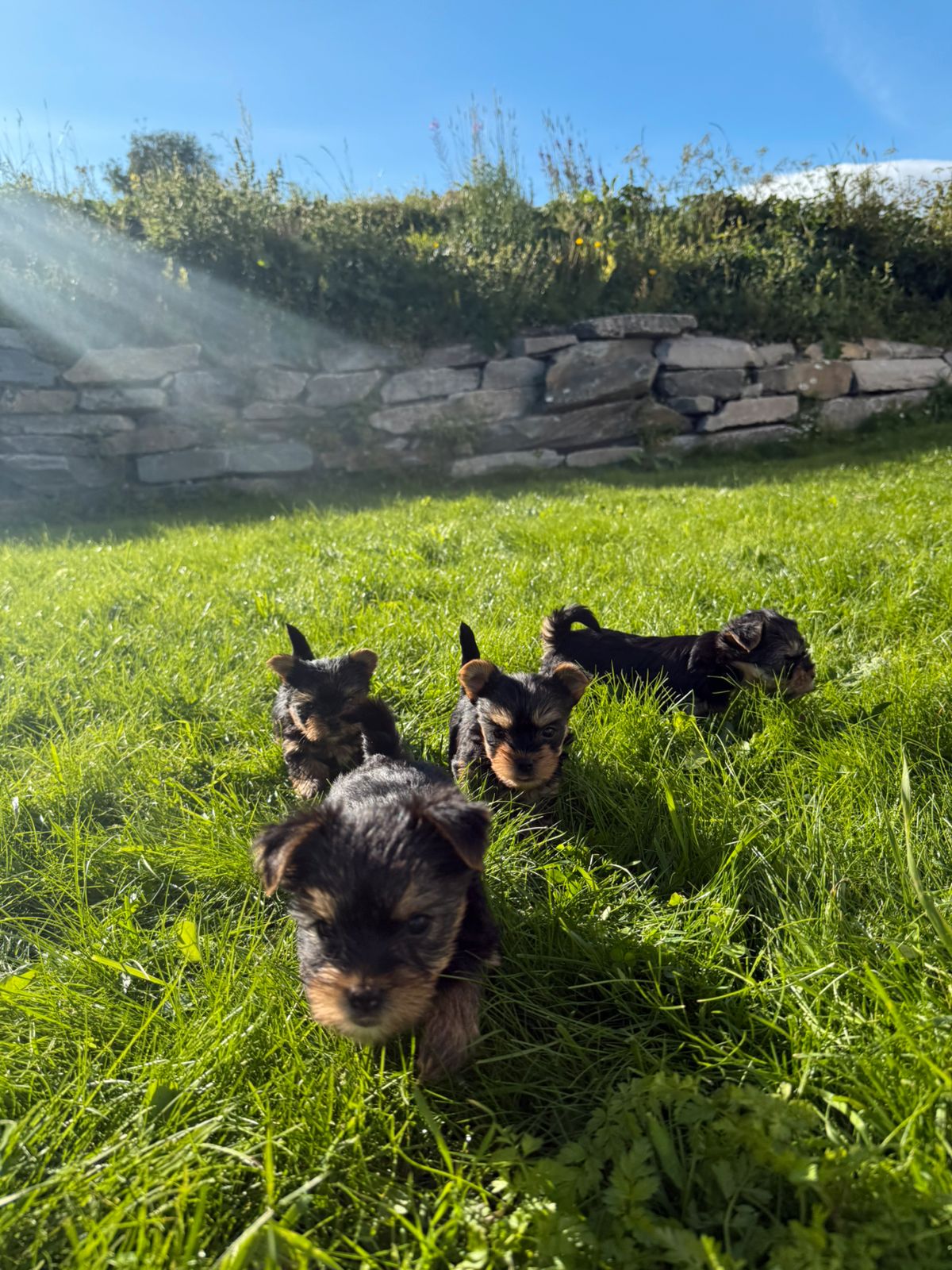 Yorkshire terrier