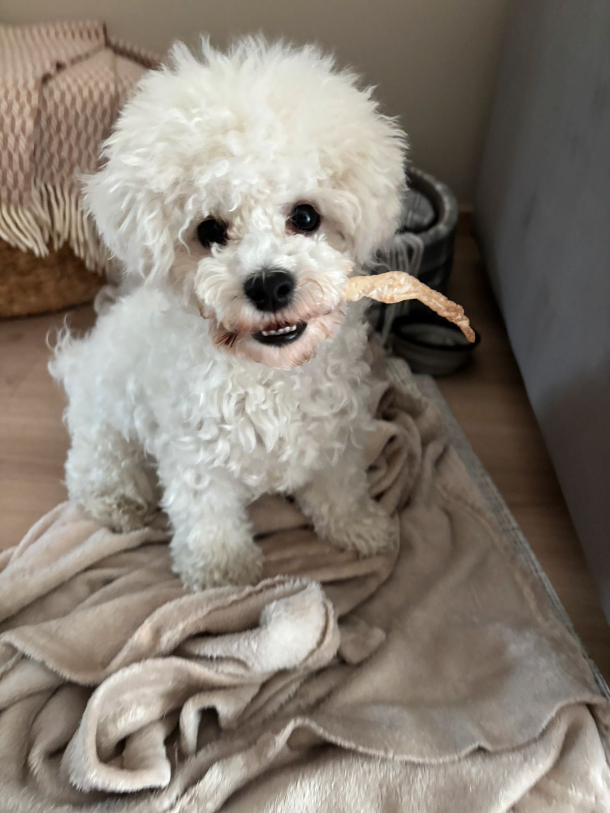 Bichon frisé