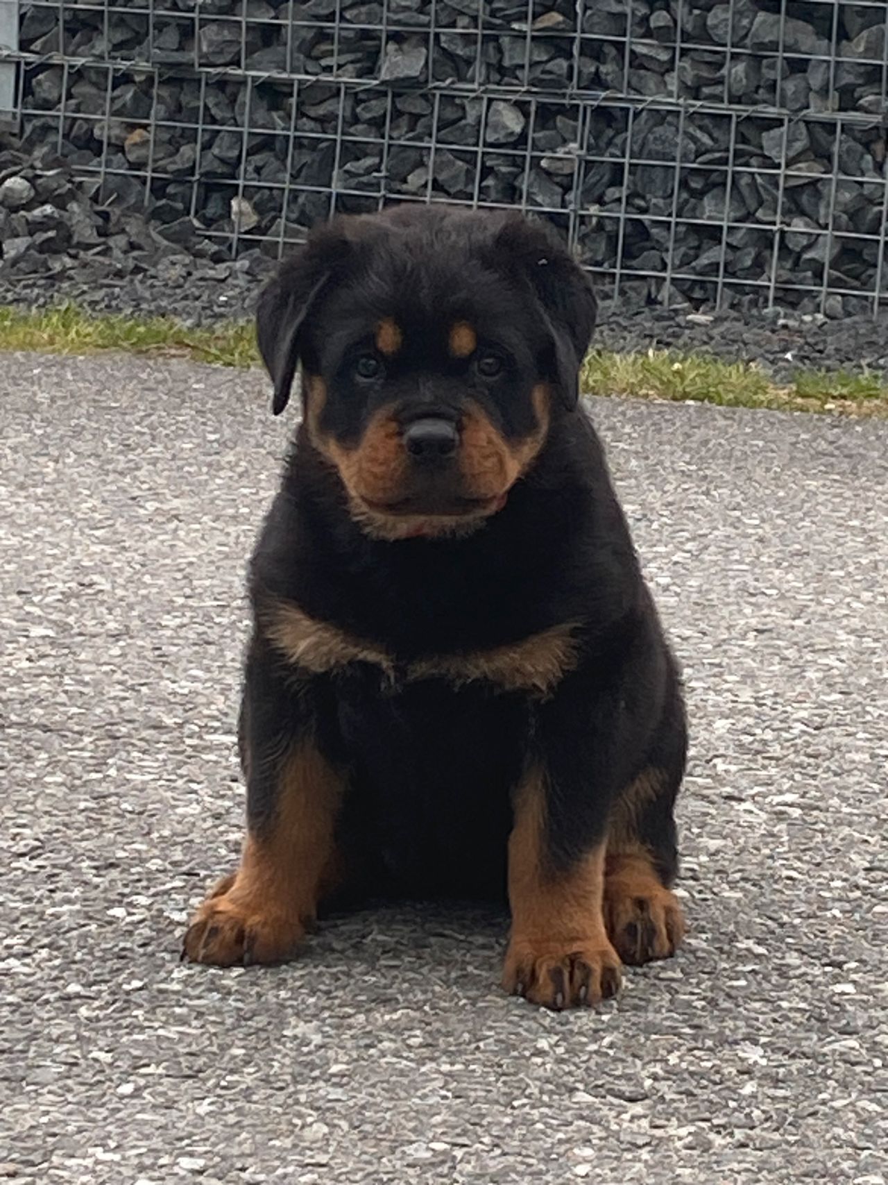 Rottweiler