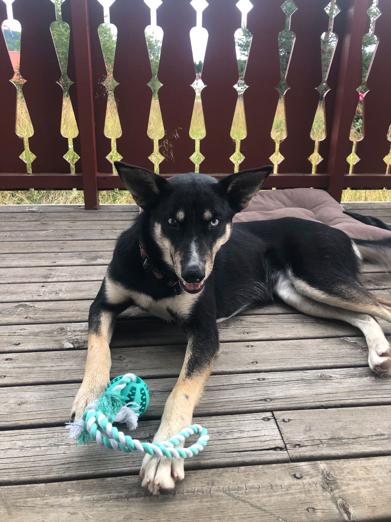Siberian husky