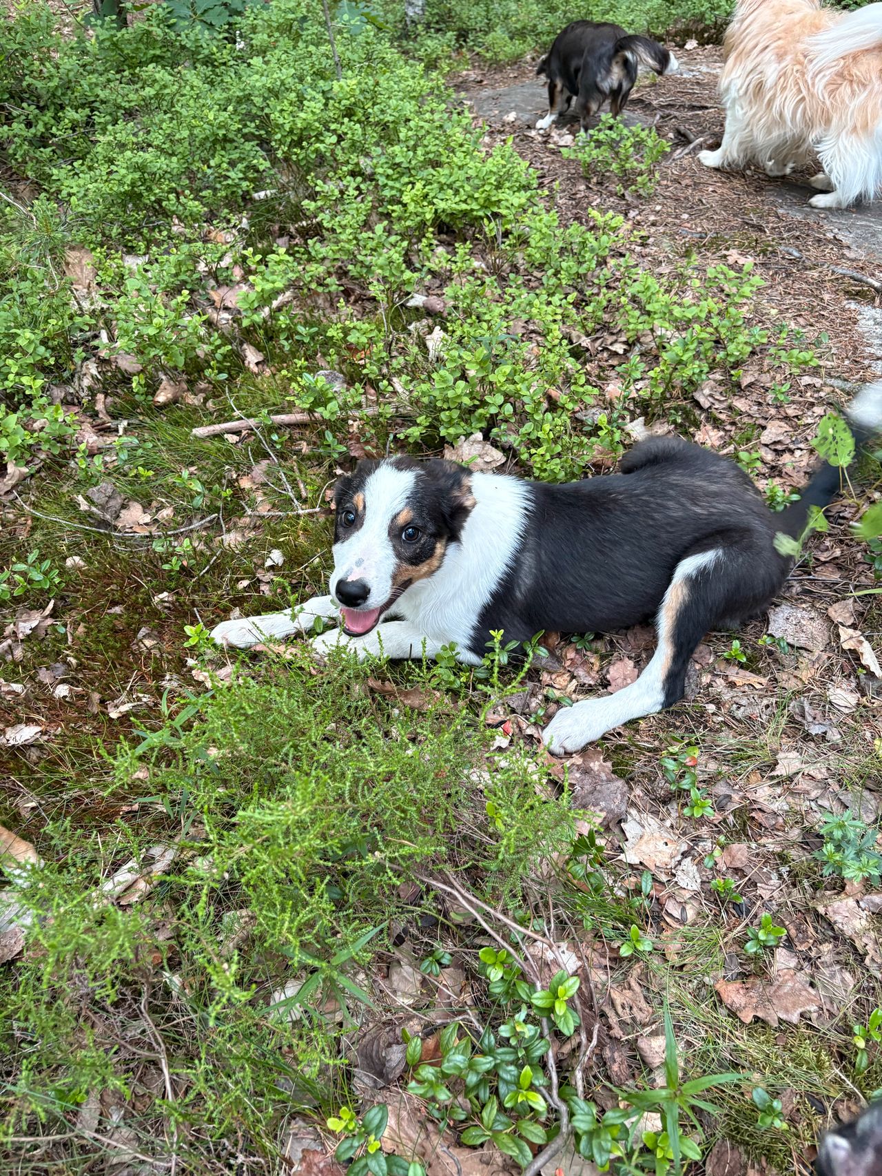 Border collie