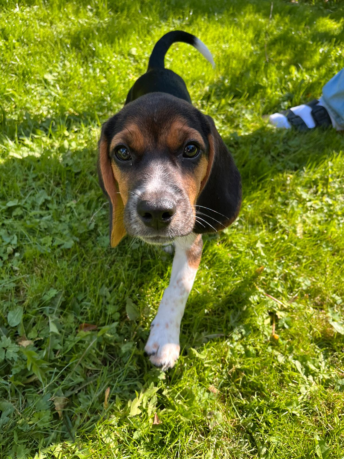Beagle