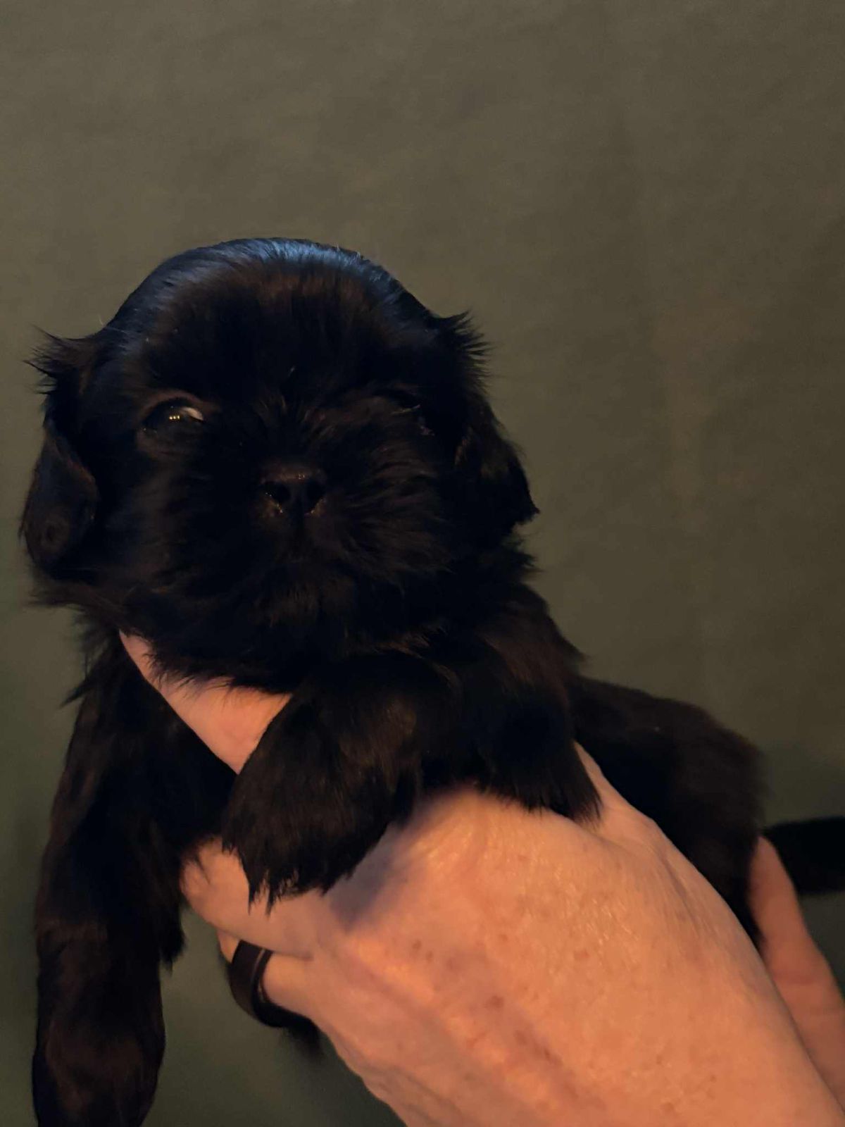 Shih tzu