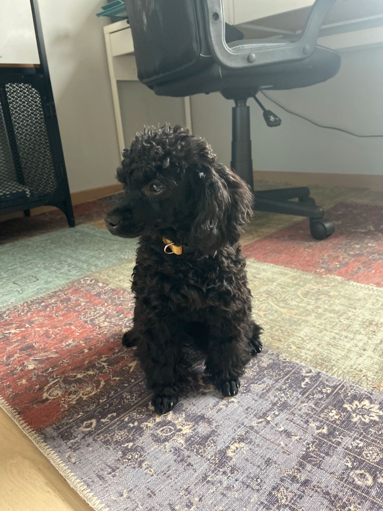 Toy puddel