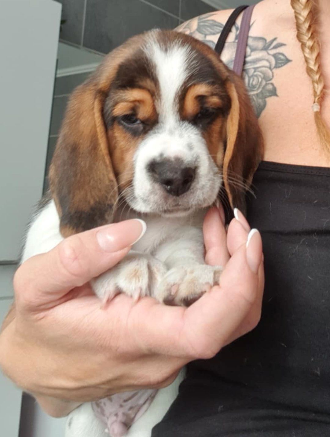 Beagle
