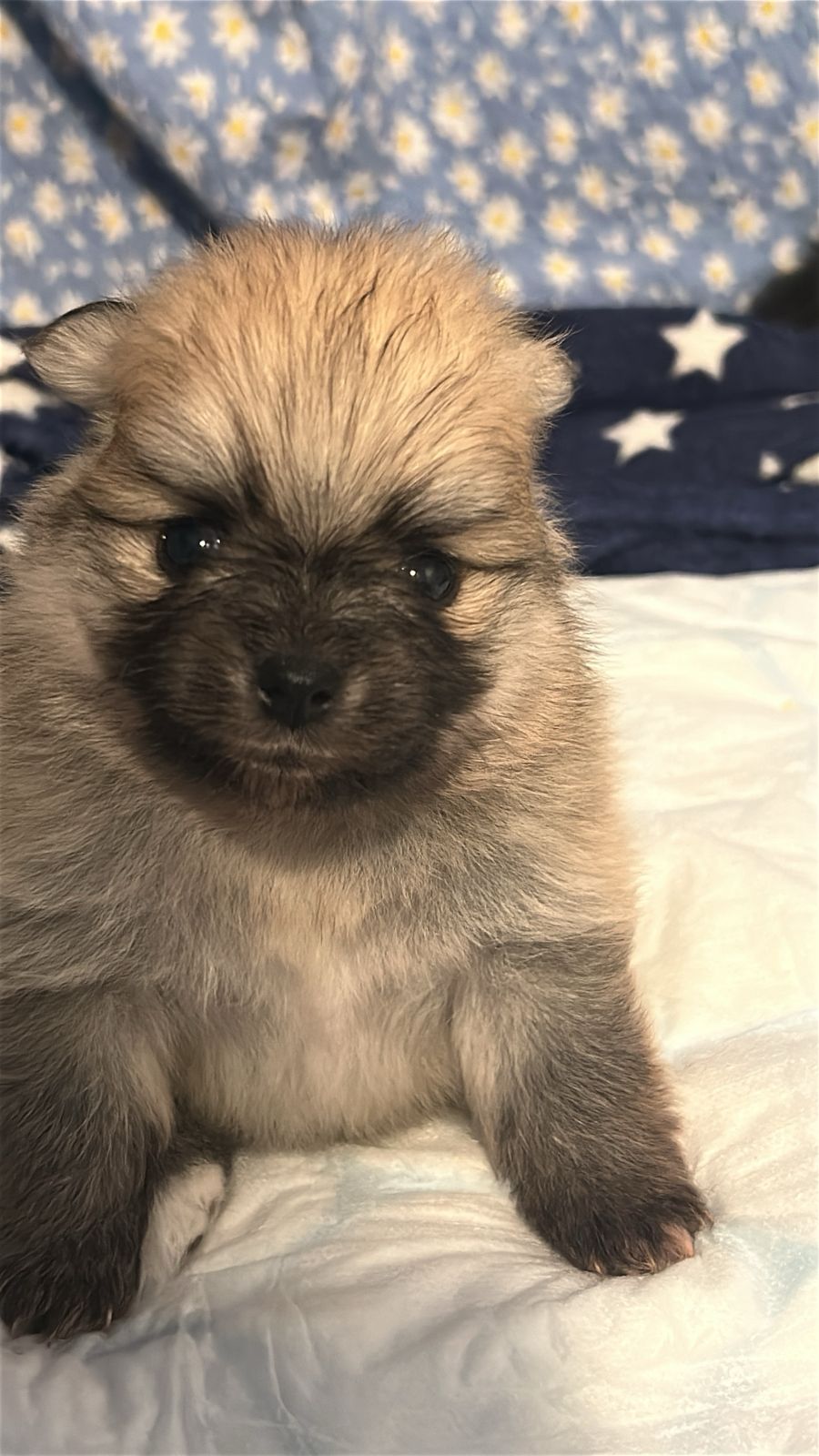 Pomeranian