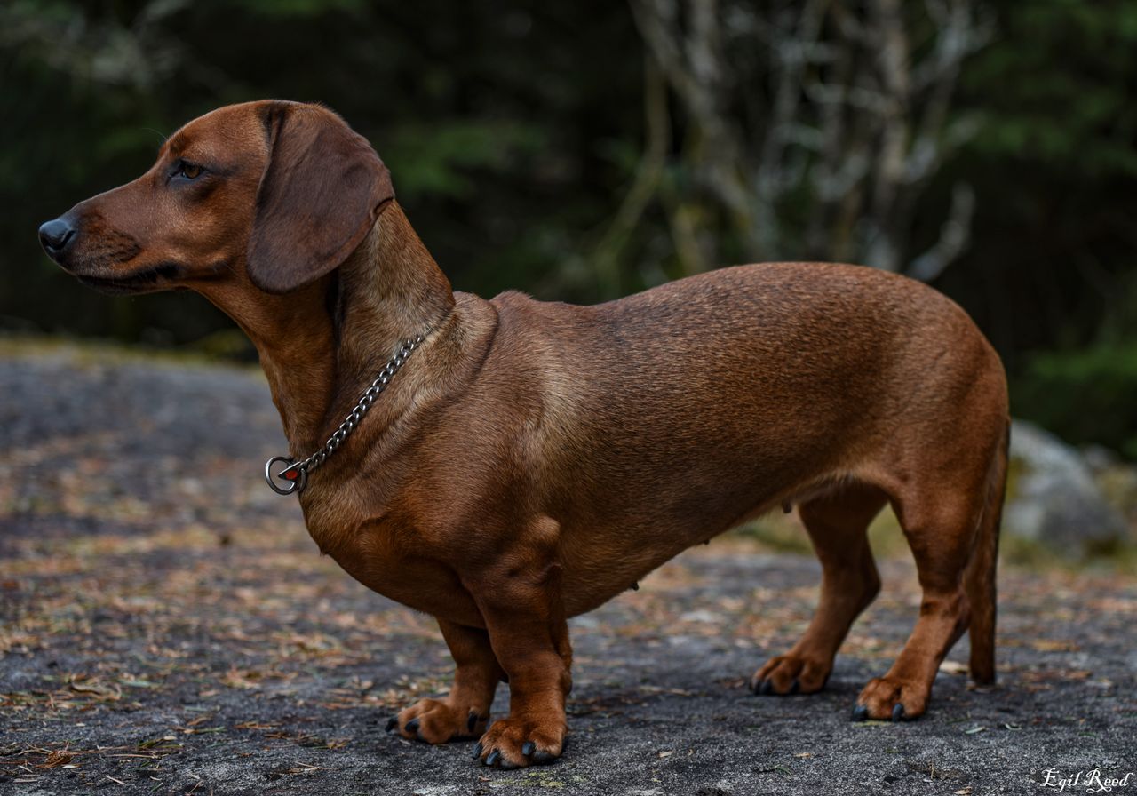 Dachshund korthåret