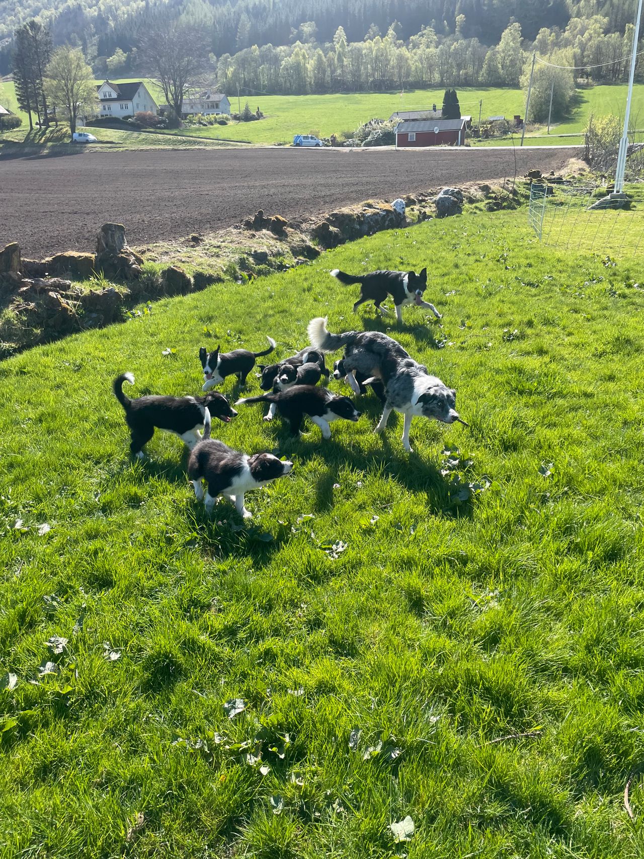 Border collie