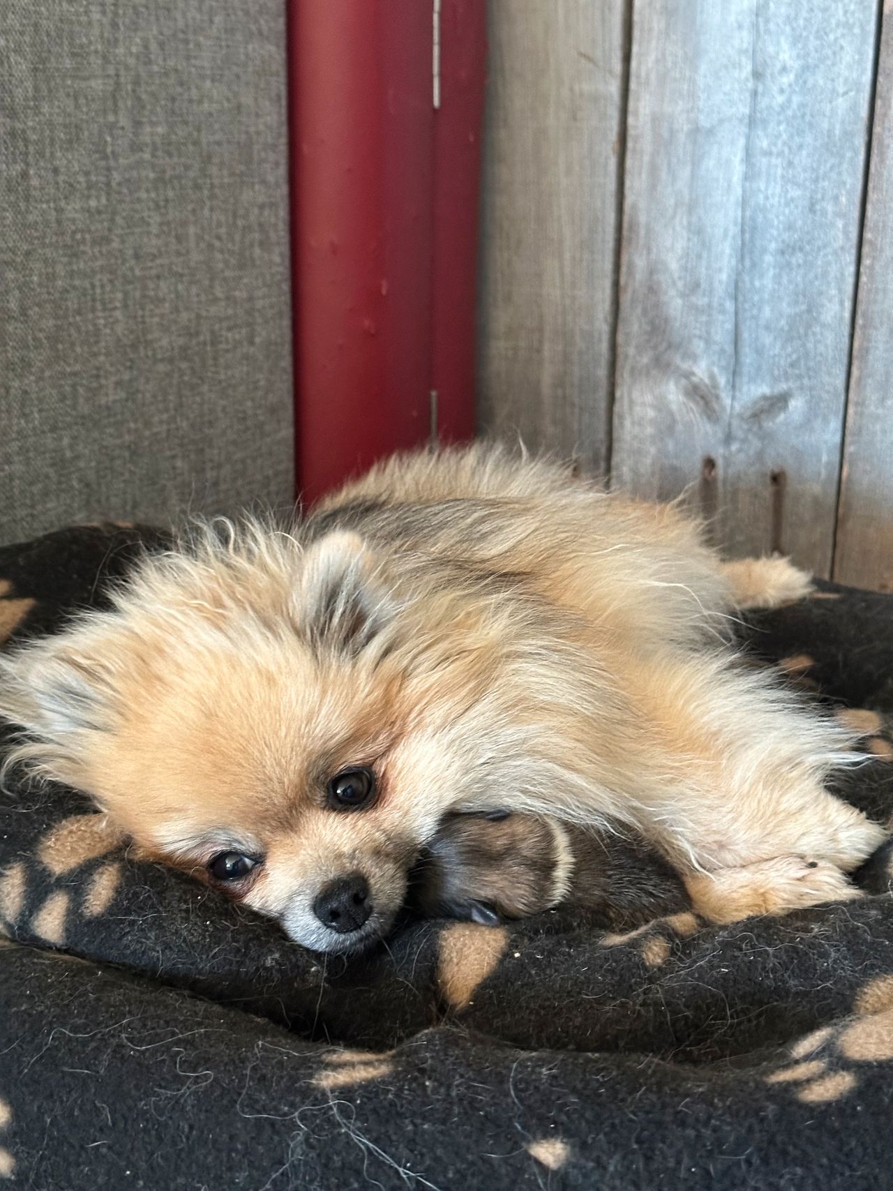 Pomeranian
