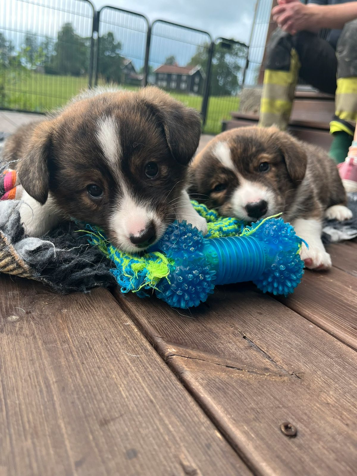 Welsh corgi cardigan