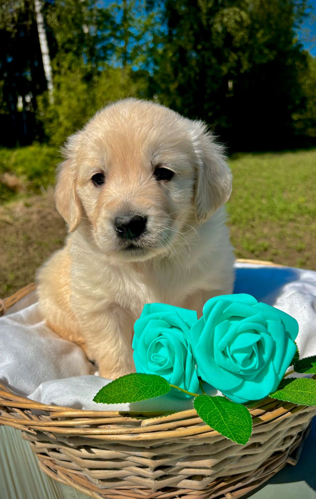 Golden retriever