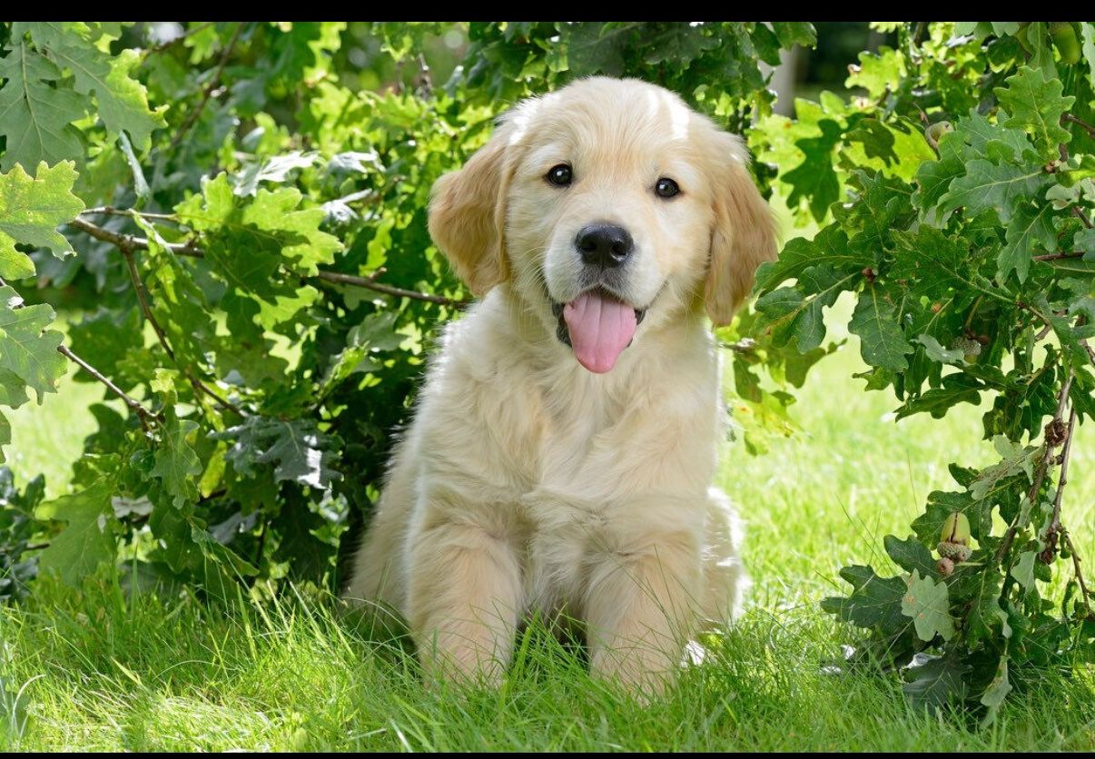 Golden retriever