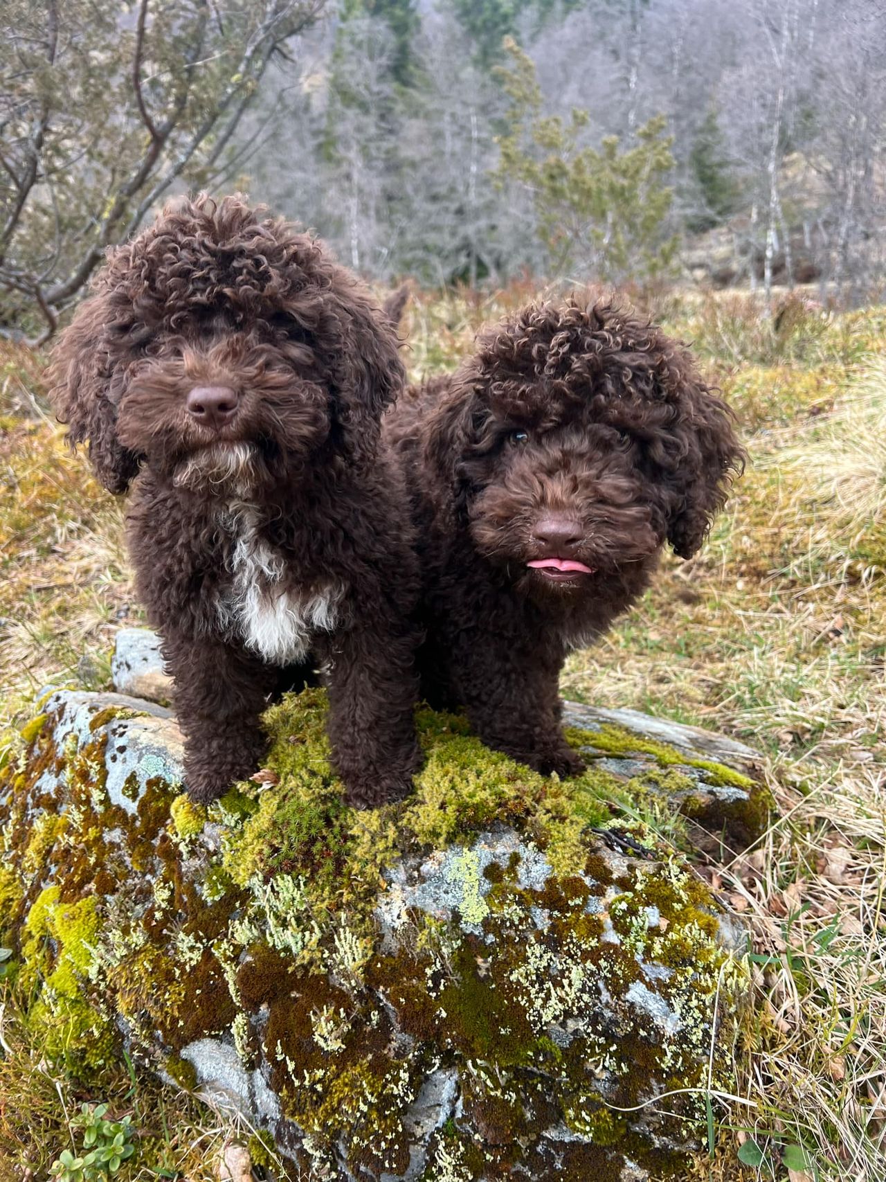 Spansk vannhund